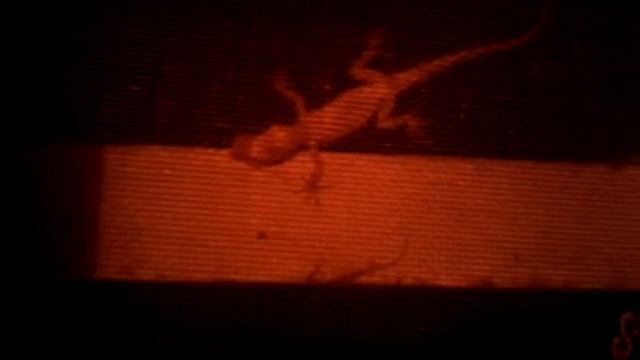 Ящер Гоша ест моль смотреть онлайн