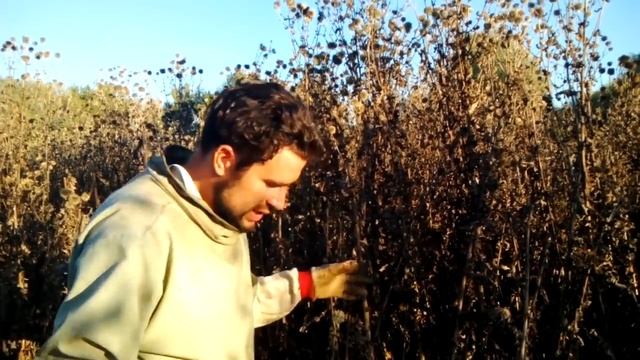 Как получить много Меду 1000кг нектара с 1га медоносное растение мордовника шароголовий.Посадка смотреть онлайн