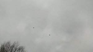 19.03.2023 Голуби Николаевские. Игорь М. 89372624743 #голуби #голубисаратов #николаевскиеголуби