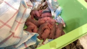 КРЫСА СКОРО РОЖАЕТ, ЧТО ДЕЛАТЬ?