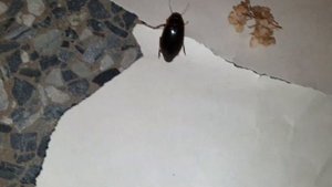 Жук Внезапно Атаковал плавунец гигант vs Гигантский майский жук GiantChaferAttacks?