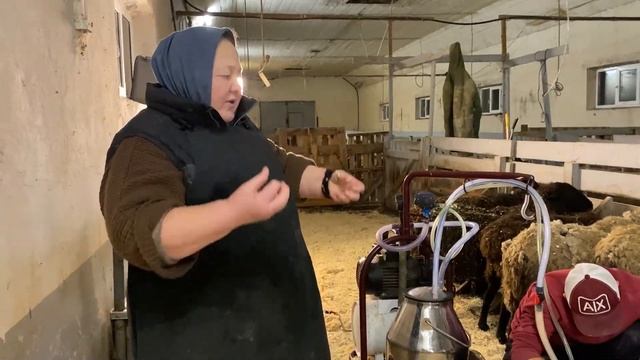 Молочное овцеводство. Аппаратная дойка овец.