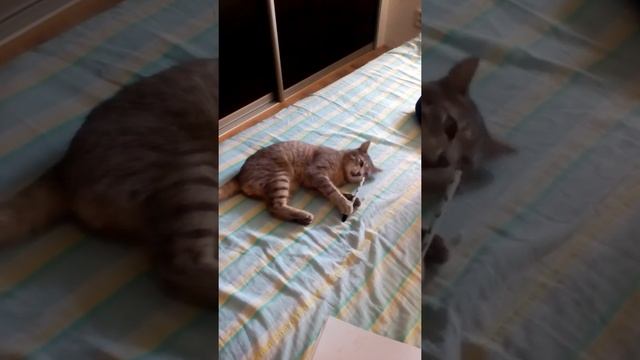 Активный мальчишечка. И полевку из сада принёс и ручку сожрал смотреть онлайн