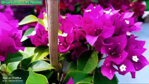 Vera Deep Purple 💜💜 #beautiful #bougainvillea #Full_hd_1080p #@@ss 💐💐