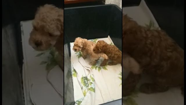 Щенки той пуделя смотреть онлайн