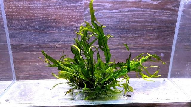 ПАПОРОТНИК МИКРОСОРУМ ВИЛКОЛИСТНЫЙ ( Microsorum Fork Leaf )
