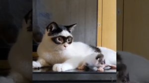 VID_20230817_072419_455.mp4.mov