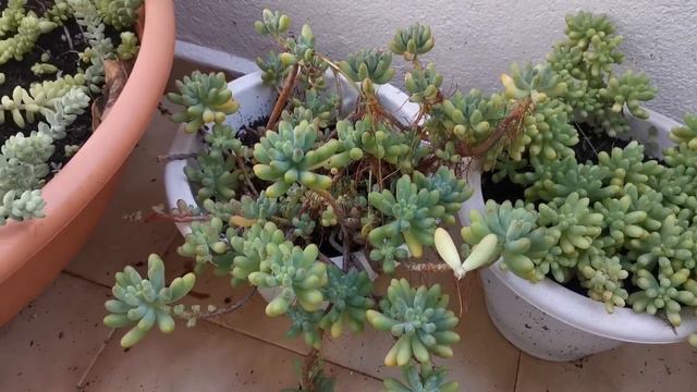 Francesco Baldi (Híbrido), cruce entre Pachyphyllum y Paraguayense смотреть онлайн