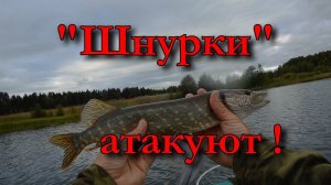 Ловля щуки в августе "Шнурки атакуют!"