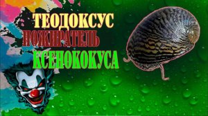 ТЕОДОКСУСЫ и КСЕНОКОКУС выгрызли ЕГО в НОЛЬ