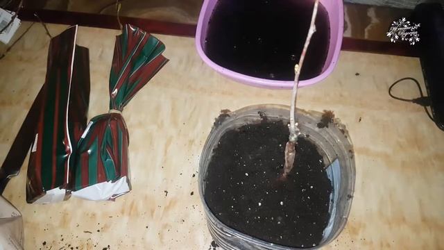 Как посадить молодые саженцы вишни и сливы. смотреть онлайн