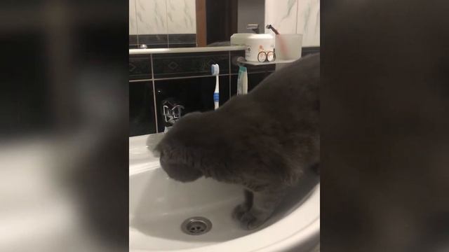 Кот Арчи в ванной. Шотландский вислоухий смотреть онлайн