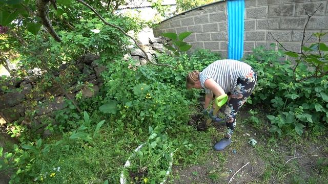 Боремся с сорняками) Малина заросла, Нашла черные тюльпаны смотреть онлайн