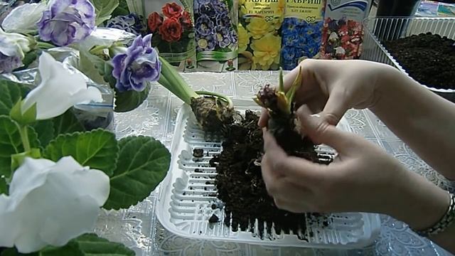 Геоцинт после цветения ! смотреть онлайн