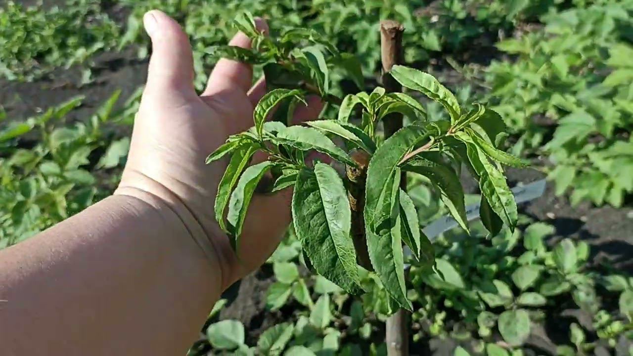 персики после мороза майского -7. Пензенская область Тамала 24 июня 24 год смотреть онлайн