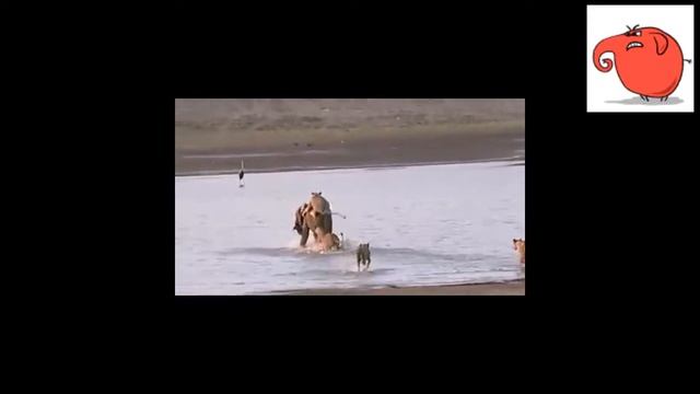 Злые Слоны смотреть онлайн