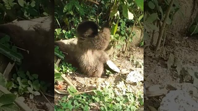 Mono de lana -  Reserva nacional del MANU