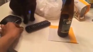 Бурманская кошка спустя 2,5 года