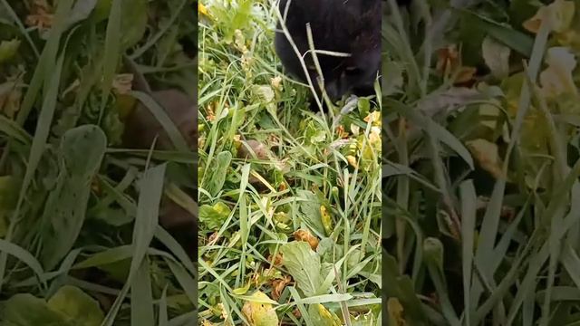 уличные игры #игры #игра #кот #мышь #животные #природа #деревня смотреть онлайн