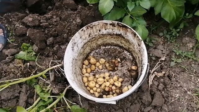 Первый урожай картошки! смотреть онлайн