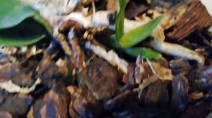 Мини-орхидея.Детки из мини орхидеи.