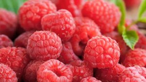 Выращивание Малины в открытом грунте как бизнес идея