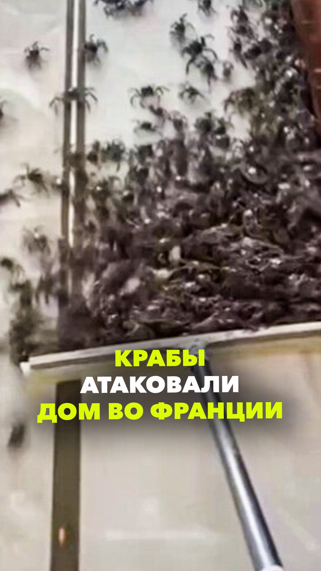 30 тысяч крабов устроили нашествие на дом мужчины во Франции