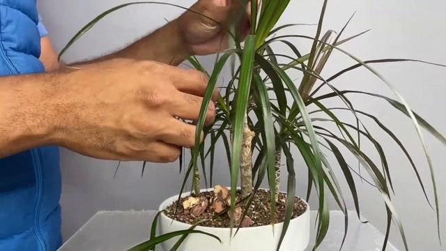 Using a Pruning Trick, Mini Dragon Tree Forest, Dracaena Marginata, July2022 смотреть онлайн
