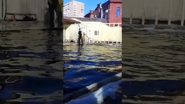 Тюлень делает сальто. Настоящий тюлень (балтийский). Seal jumps. Phocidae