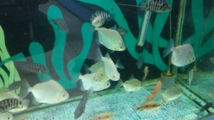 Пиранья метиннис в аквариуме