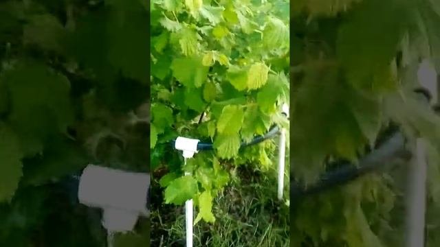 подпорка под кусты