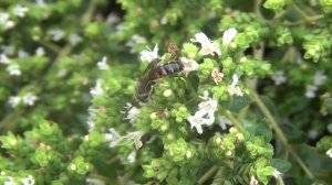 Garden plants for flower-visiting insects-- quantifying variation in attractiveness