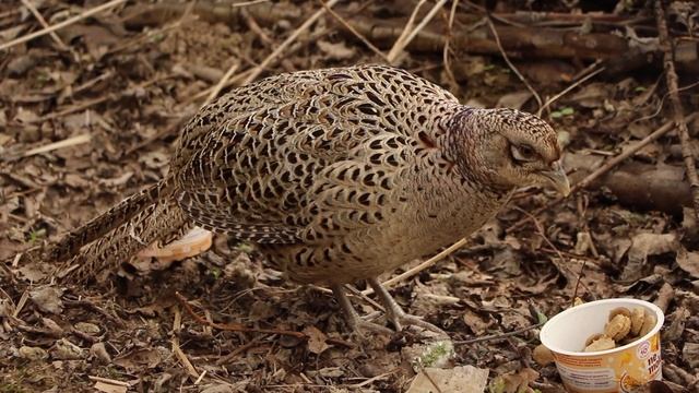 Фазан охотничий 10 мая 2023 год смотреть онлайн