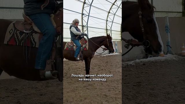 Как остановить лошадь?