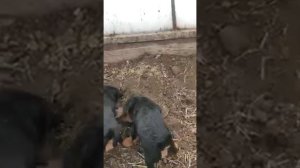 Щенки ягдтерьера 1, 5 месяца