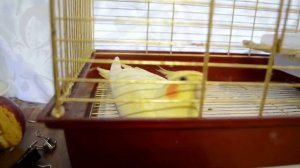 Корелла скрипит