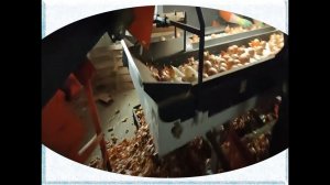 Линия взвешивания лука (видео)