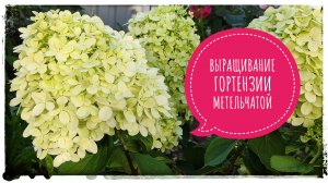 Как выращивать гортензию метельчатую на даче. Сорт гортензии метельчатой Меджикал кендел.