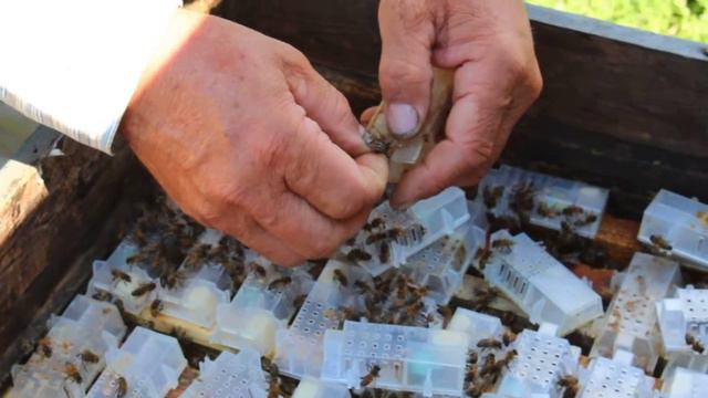 отбор маток смотреть онлайн