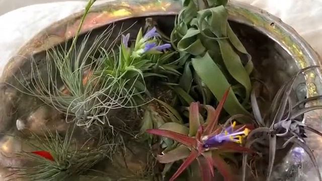 Tillandsias AN AIR PLANT JOURNEY VOL 3