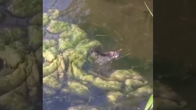 Химчанка выгуливает крокодила в Клязьме смотреть онлайн