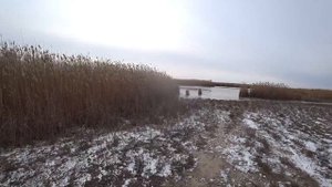 Нутрия. Охота на нутрию с собакой. Hunting for nutria with a dog.
