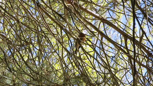 ПЕНИЕ ПТИЦ ИСЦЕЛЯЕТ ДУШУ или О чём поет ночная птица одна в осенней тишине смотреть онлайн