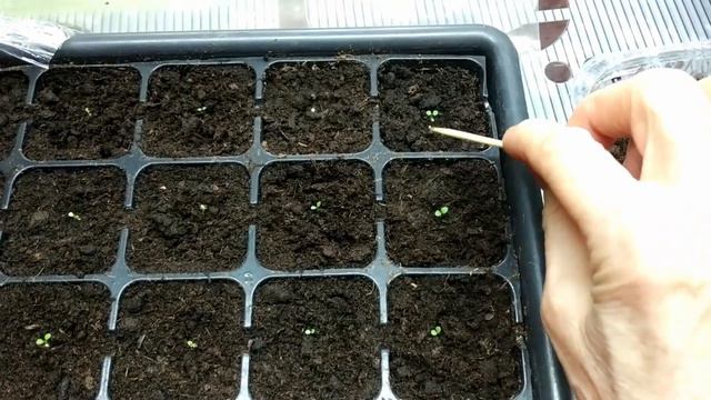 Началась посевная. Что посеяла и что буду сеять в этом месяце