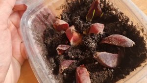 выращивание лилий из чешуек, часть 2