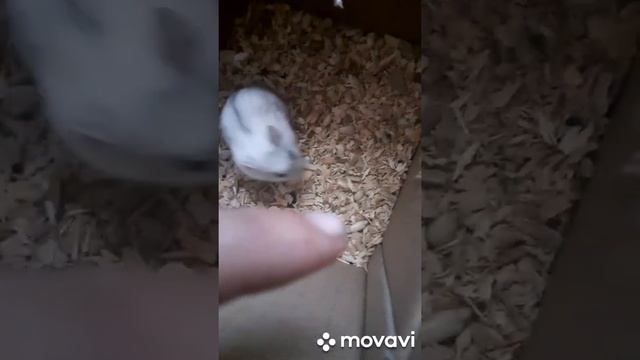 Купил хомяка в рынке за 200 рублей (блог) смотреть онлайн