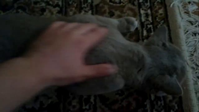 кот Дуст просит ласки