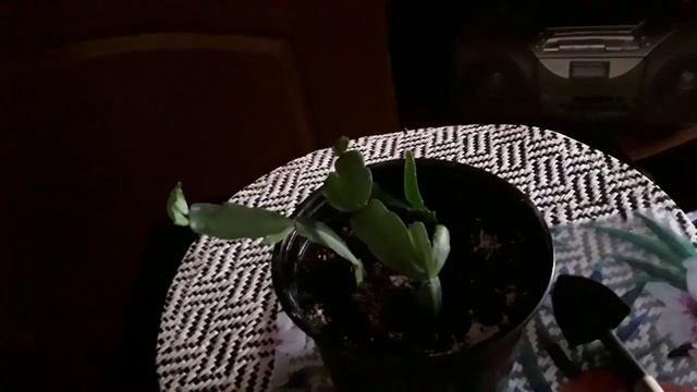 Мои зигокактусы смотреть онлайн