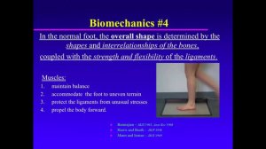 Biomechanics Of The Pediatric Foot. Principle 04. Factors That Determine Foot Shape