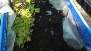 Безусая   земляника  Али Баба размножение от ЛисСад